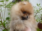 �T�N�TKO POMERANIAN
