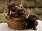 Labradorský retriever -černá a čokoládová štěnátka s PP Labradorský retriever -černá a čokoládová štěnátka s PP
