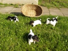 Prod�m �t��ata Jack Russell Teri�r