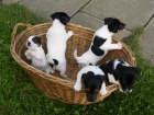 Prod�m �t��ata Jack Russell Teri�r