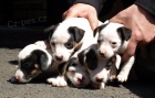 �t�n�tka jack russell terier