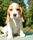Beagle - �t��ata s PP