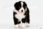 �t���tka border kolie s PP