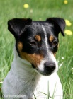 Jack Russell terrier s PP Jack Russell terrier s PP