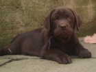 Labradorský retriever -černá a čokoládová štěnátka s PP Labradorský retriever -černá a čokoládová štěnátka s PP