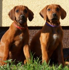 �t�n� Rhod�sk�ho Ridgebacka s PP k odb�ru