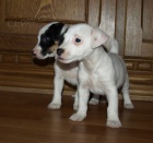 �t�n�tka jack russell terier