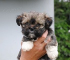 kr�sn� �t���tka lhasa-apso