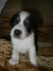 LUXUSN� FENE�KA JACK RUSSELL TERIER - PO RODI��CH S PP!