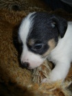 LUXUSN� FENE�KA JACK RUSSELL TERIER - PO RODI��CH S PP!