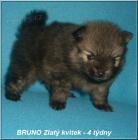 N�meck� �pic trpasli��/Pomeranian