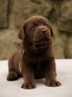 Labradorský retriever - čokoládová štěnátka s PP Labradorský retriever - čokoládová štěnátka s PP