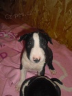 Bullterrier - velmi kvalitn� vrh 