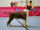 Bullterrier - velmi kvalitn� vrh 
