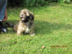 kr�sn� �t���tka lhasa-apso