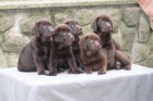 Labradorský retriever - čokoládová štěnátka s PP Labradorský retriever - čokoládová štěnátka s PP