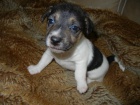 PEJSEK JACK RUSSELL TERIER - PO RODI��CH S PP, IHNED K ODB�RU