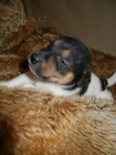 PEJSEK JACK RUSSELL TERIER - PO RODI��CH S PP, IHNED K ODB�RU
