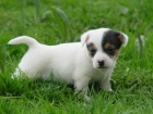 Prod�m� �t��ata Jack Russel Treier s PP