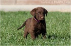 Rhodesian Ridgeback a Chesapeake bay retr�vr