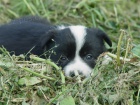 Border kolie - prod�m �t�nata