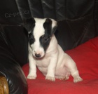�t�n�tko jack russell terier