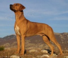 Rhodesian Ridgeback �t��ata s PP