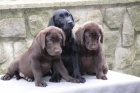 LABRADORSKÝ RETRIEVER-čokoládová a černá štěňátka s PP LABRADORSKÝ RETRIEVER-čokoládová a černá štěňátka s PP