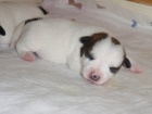 Jack russell terrier s PP Jack russell terrier s PP
