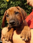 �t���tka Rhodesk�ho Ridgebacka s PP
