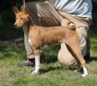 Basenji �t��ata