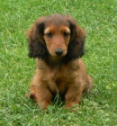 Jezev��k dlouhosrst� trpasli��