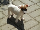 KR�SN� PEJSEK JACK RUSSELL TERIER, RODI�E S PAP�RAMA, BICOLORN�