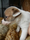 KR�SN� PEJSEK JACK RUSSELL TERIER, PO PAP�ROV�CH RODI��CH 