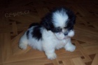 Shih-tzu - kr�sn� �t���tka