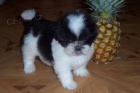 Shih-tzu - kr�sn� �t���tka