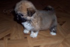 Shih-tzu - kr�sn� �t���tka