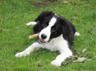 Border kolie - �ernob�l� pejsky