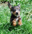 Jezev��k hladkosrst� trp/kr�l.