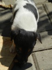 TRICOLORN� PEJSEK JACK RUSSELL TERIER PO PAP�ROV�CH RODI��CH