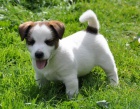 Jack Russell terrier s PPm - pejsek na krátkých no Jack Russell terrier s PPm - pejsek na krátkých no