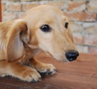 Jezev��k trpasli�� kr�mov�