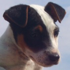 �t��ata Parson Russell terier