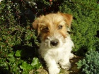 Jack Russell Terrier roztomil slena