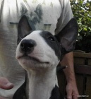 Bullterier-kr�sn� �t���tka s PP