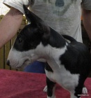 Bullterier-kr�sn� �t���tka s PP