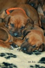 Rhod�sk� ridgeback- �T���TKA