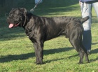 Cane corso - 10ti m�s��n� pes