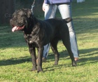 Cane corso - 10ti m�s��n� pes
