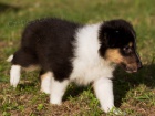 prodam �tenatka Sheltie